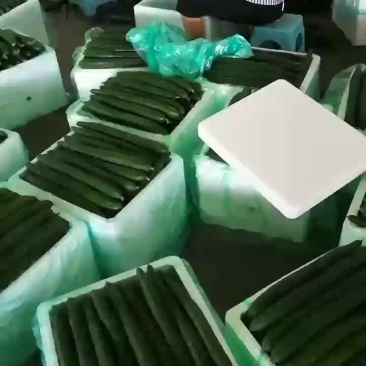 精品密刺黄瓜分捡装箱中