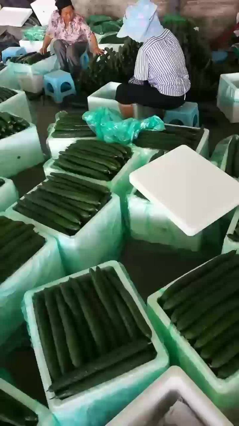 精品密刺黄瓜分捡装箱中