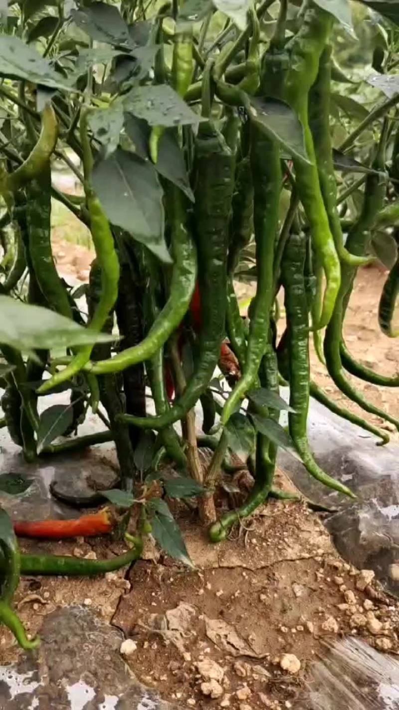 辣椒