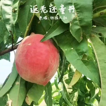 桃