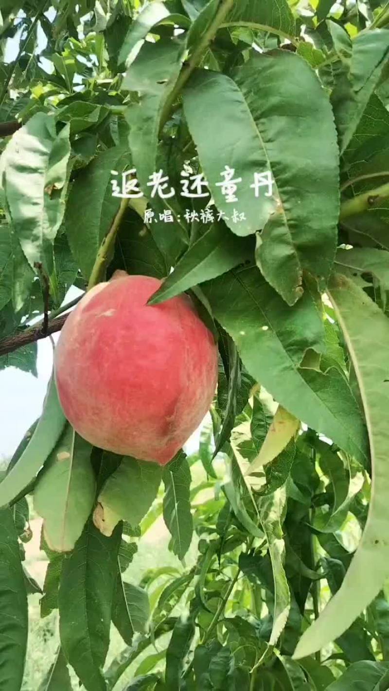 桃