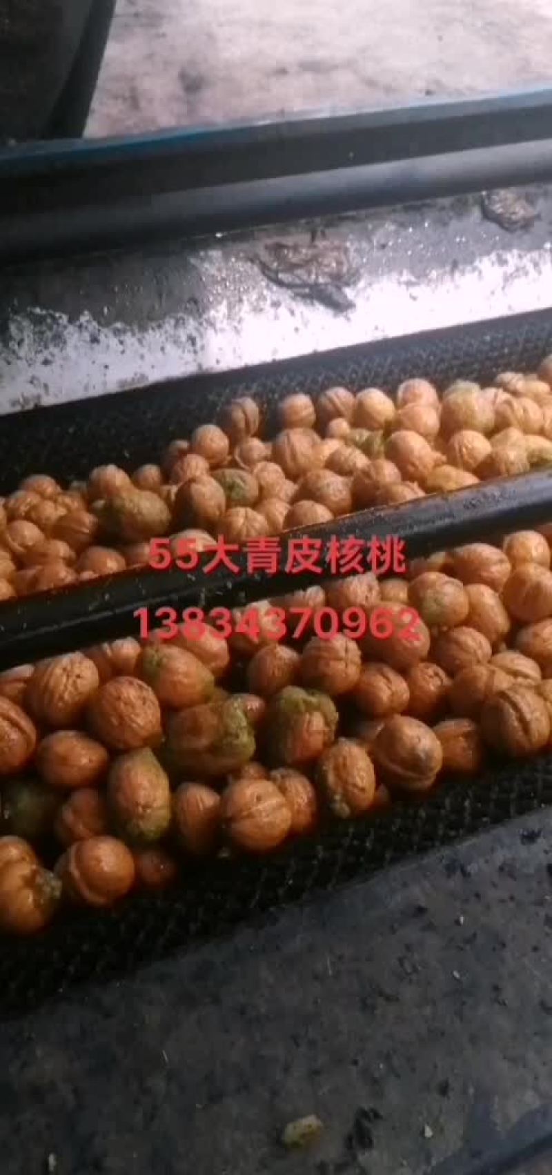 青皮核桃