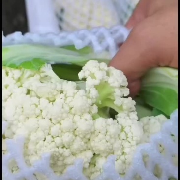 有机花