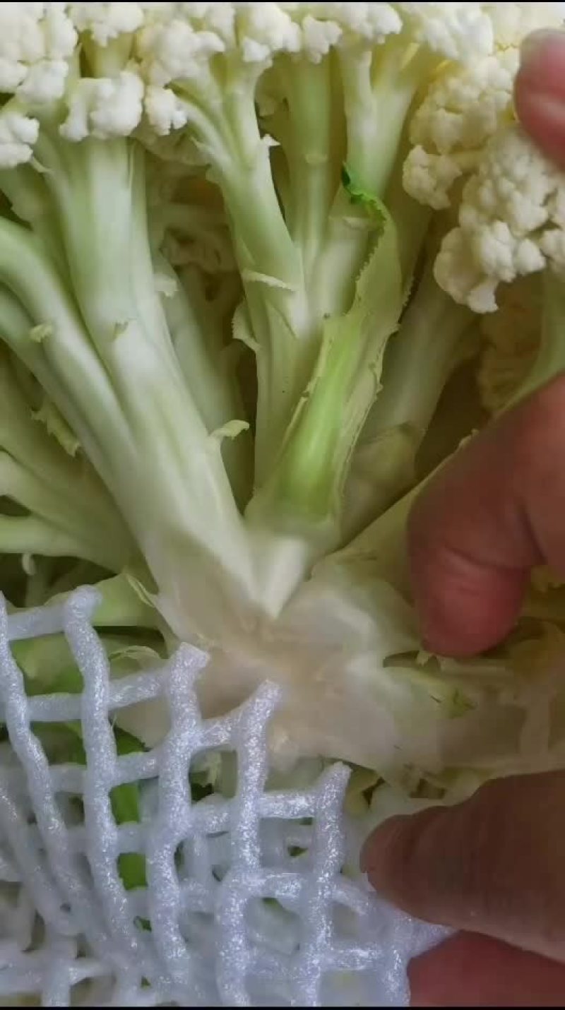 有机花