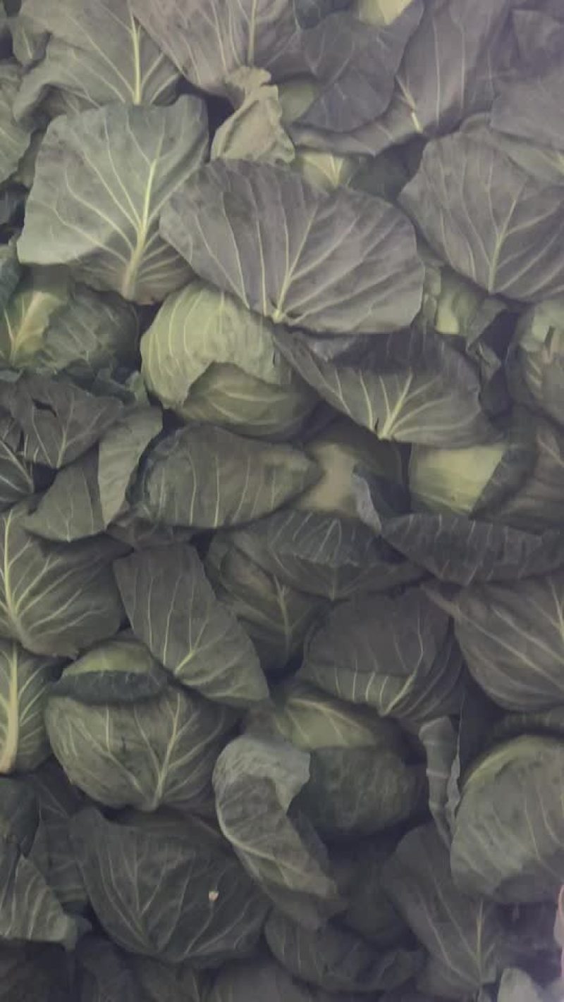 精品甘蓝，大量现货