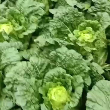 云南山地大白菜