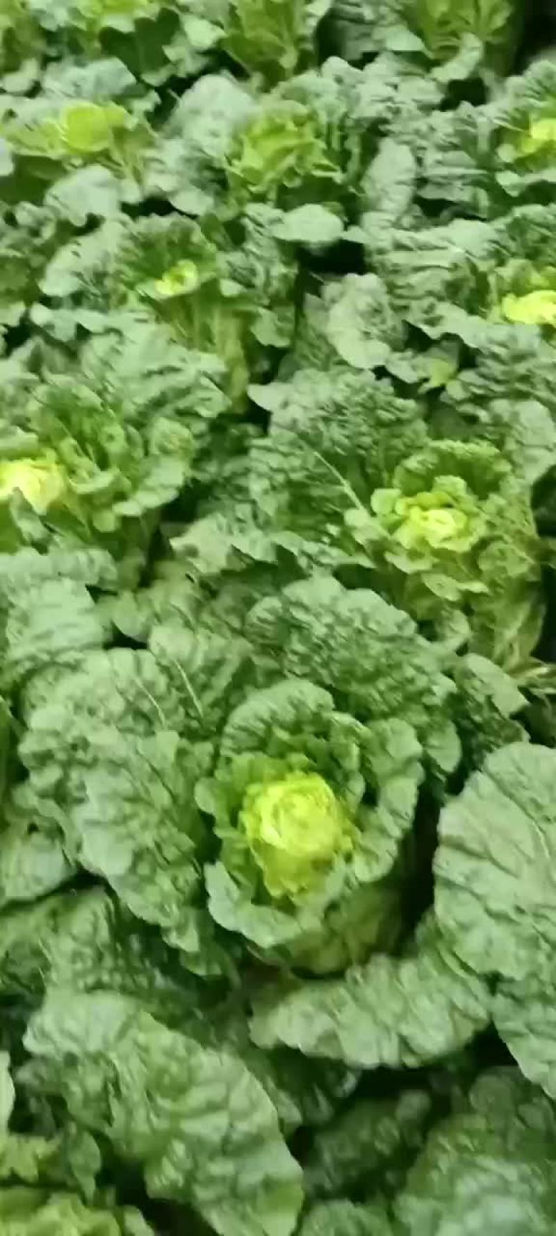 云南山地大白菜