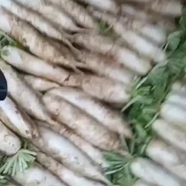 高山韩国箩卜