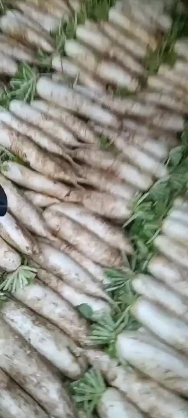 高山韩国箩卜