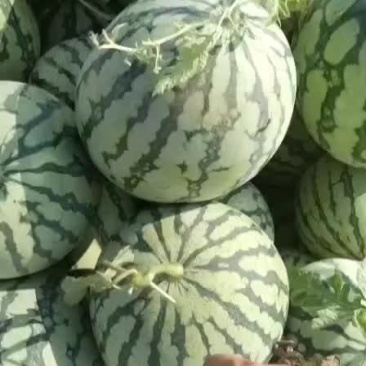 美都有子西瓜