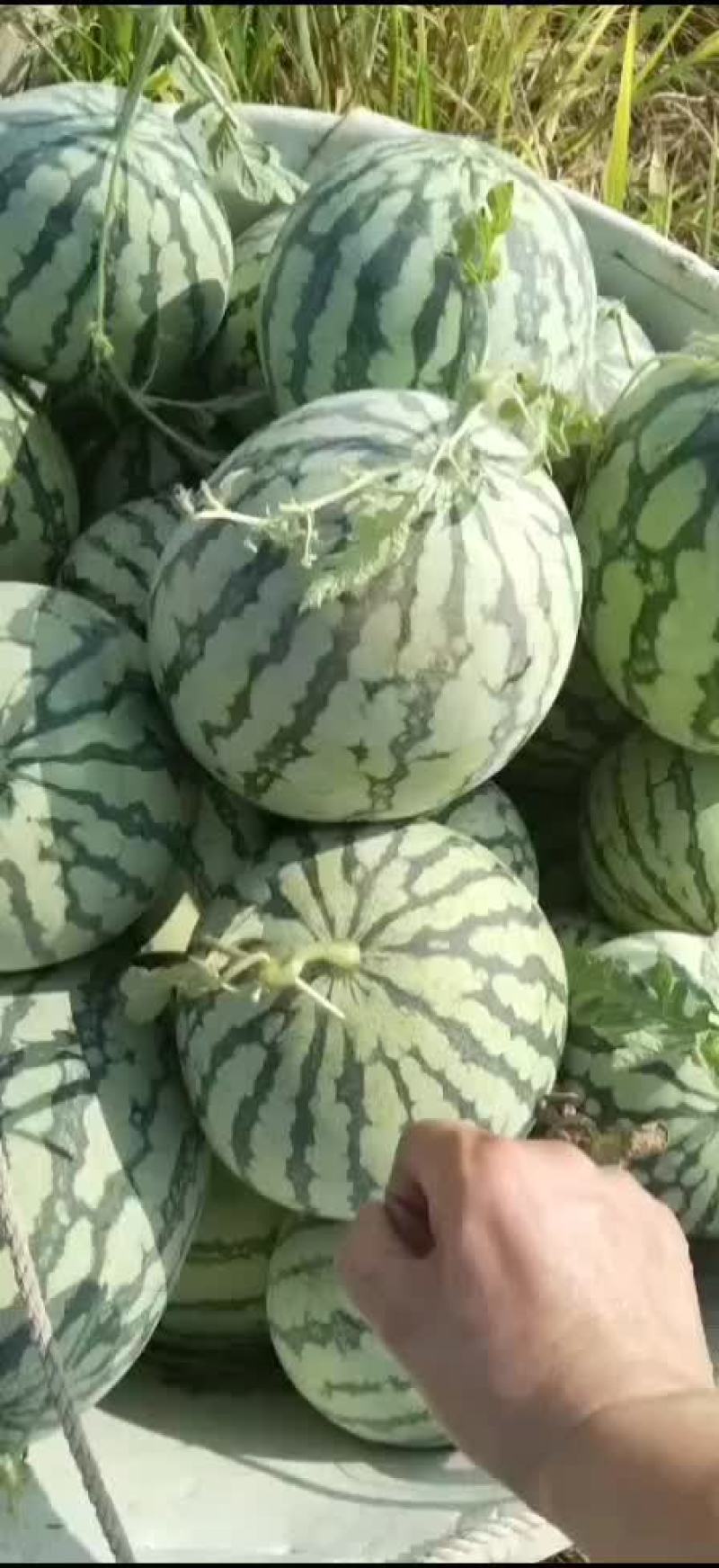 美都有子西瓜