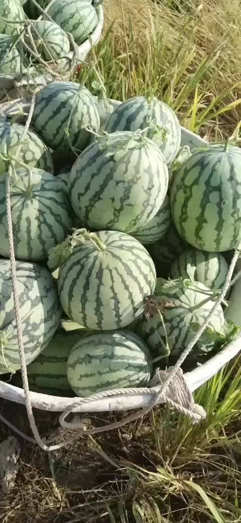 美都有子西瓜