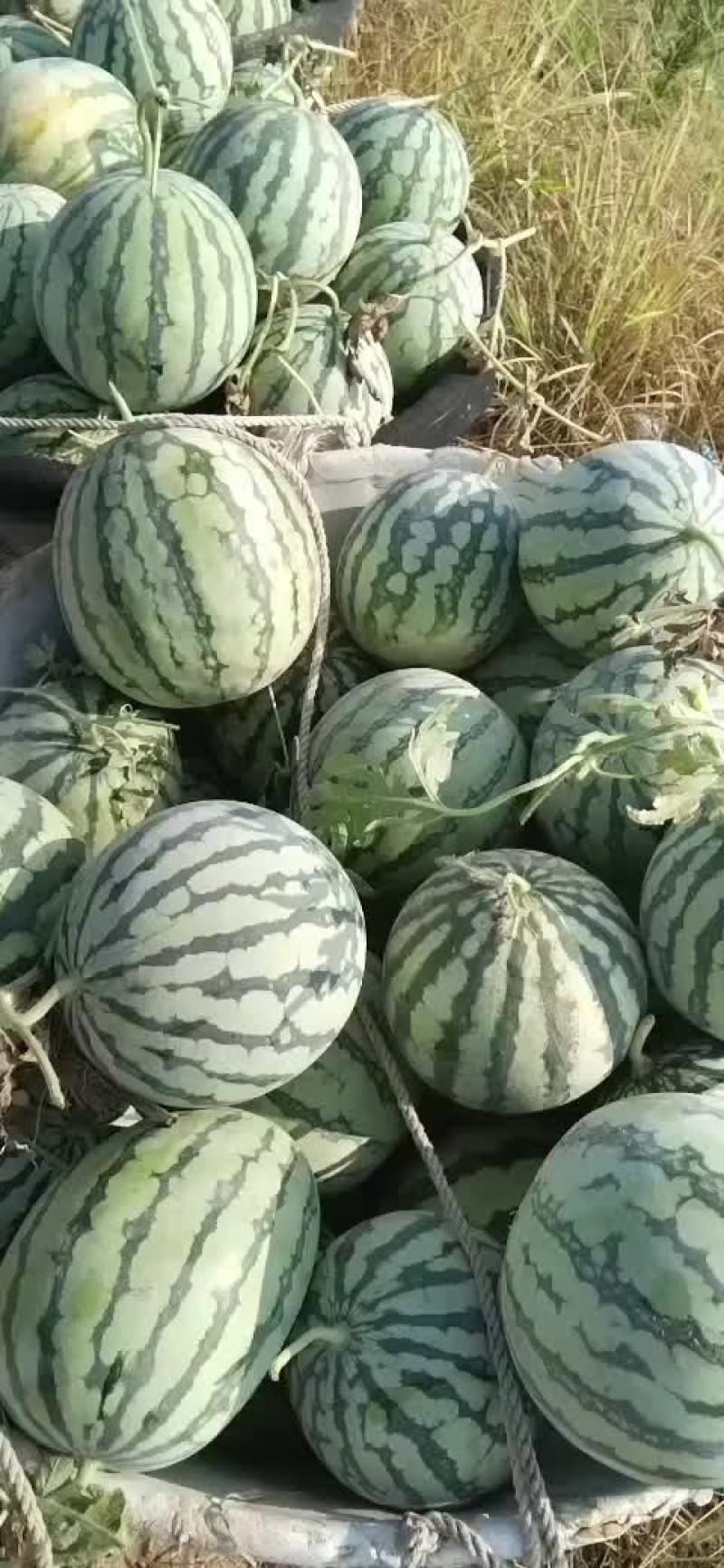 美都有子西瓜