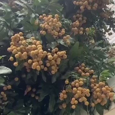 龙眼石夹81早草铺