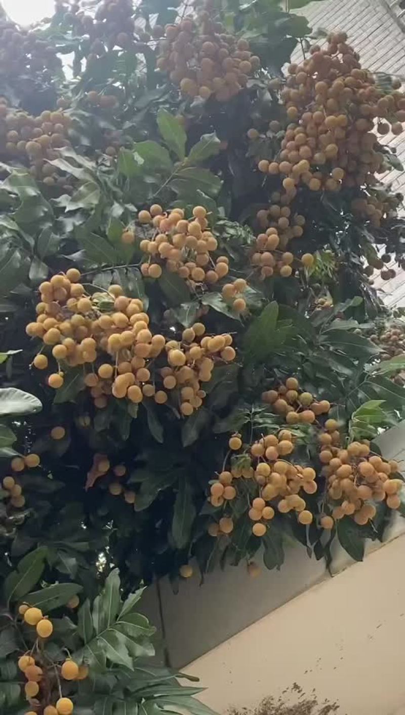 龙眼石夹81早草铺