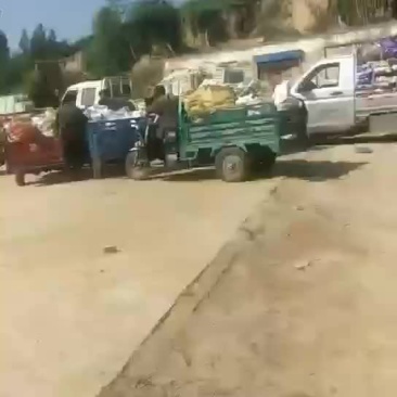 加工厂西葫芦