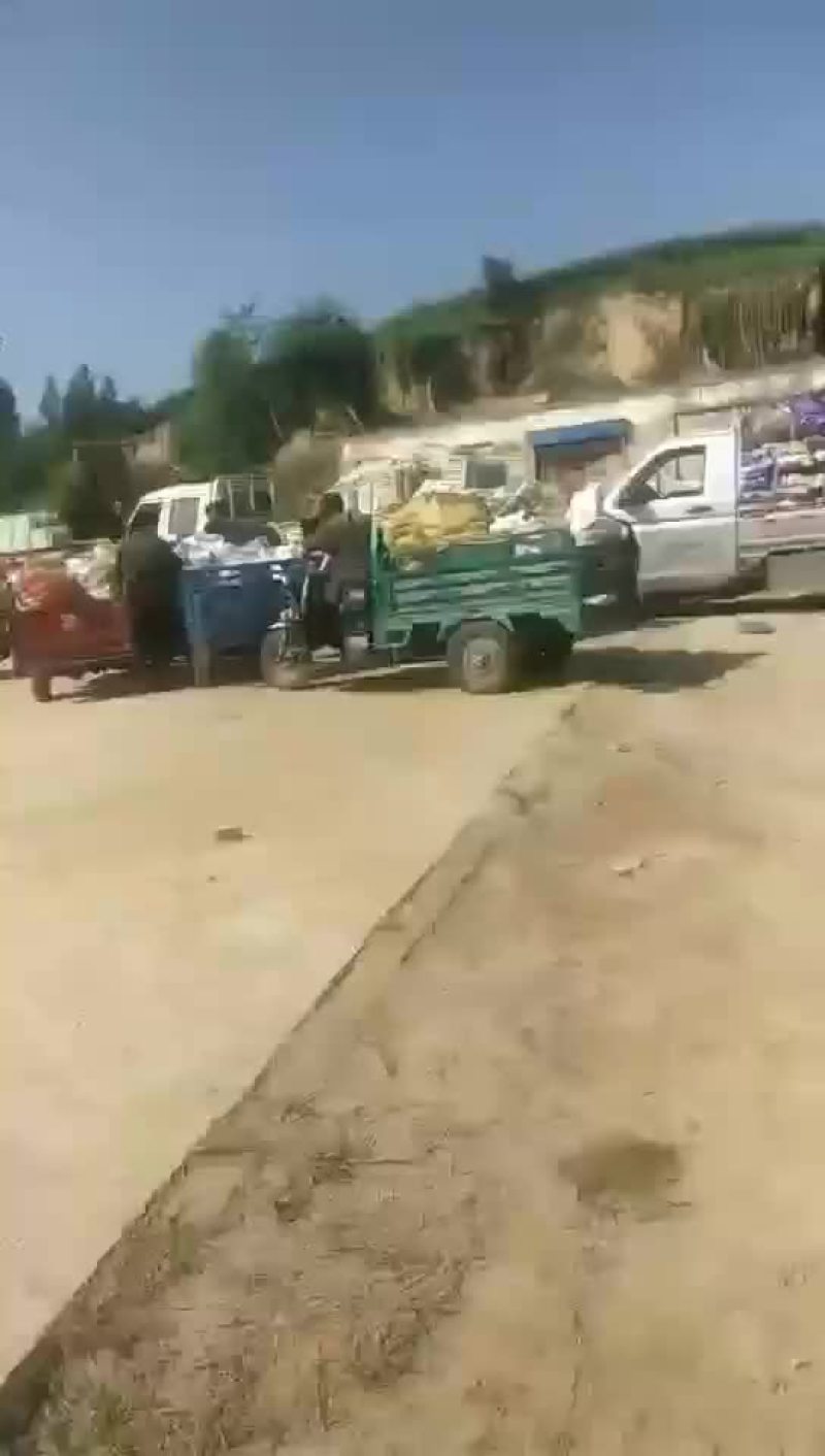 加工厂西葫芦