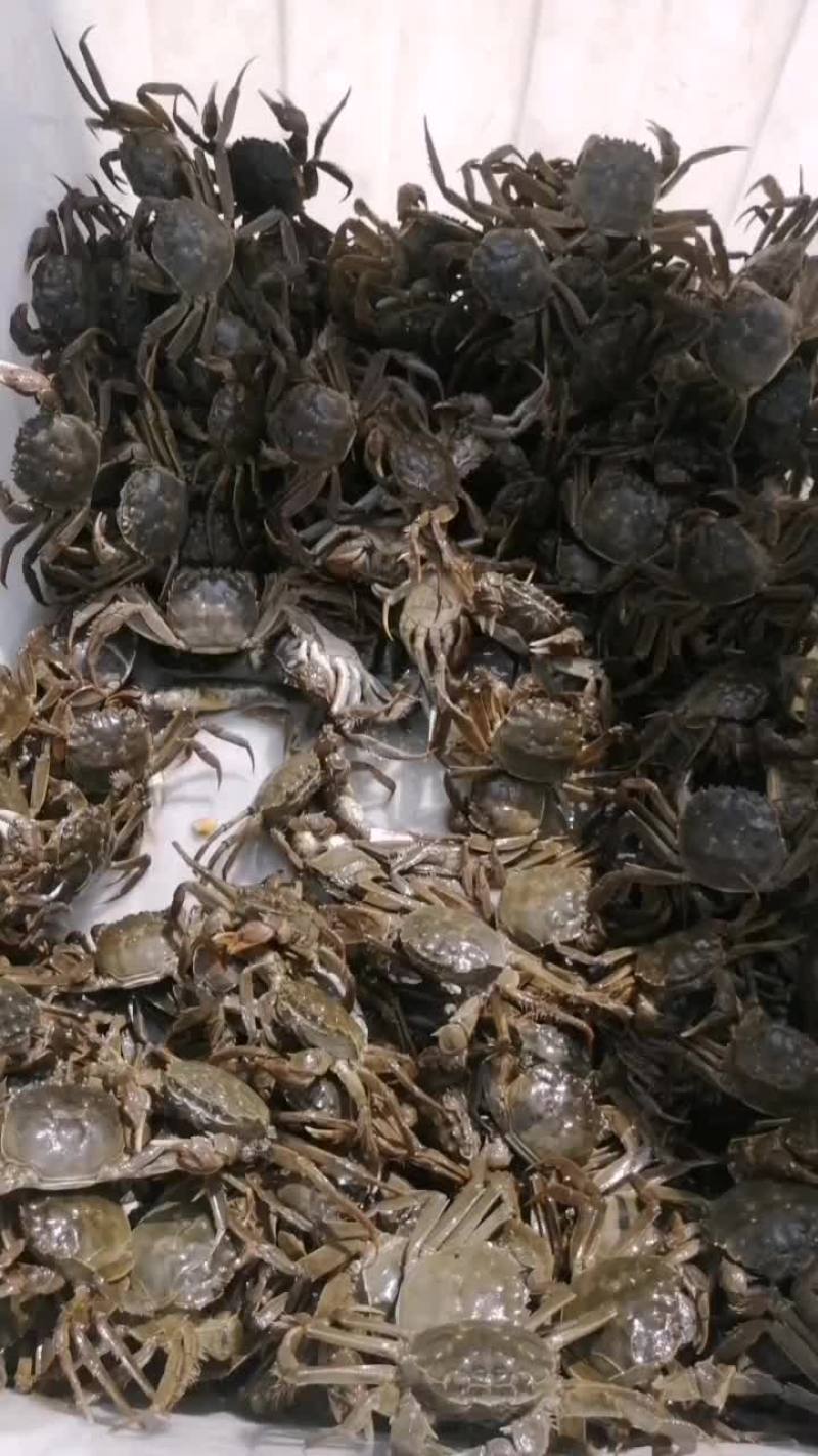河蟹