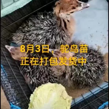 鸵鸟蛋