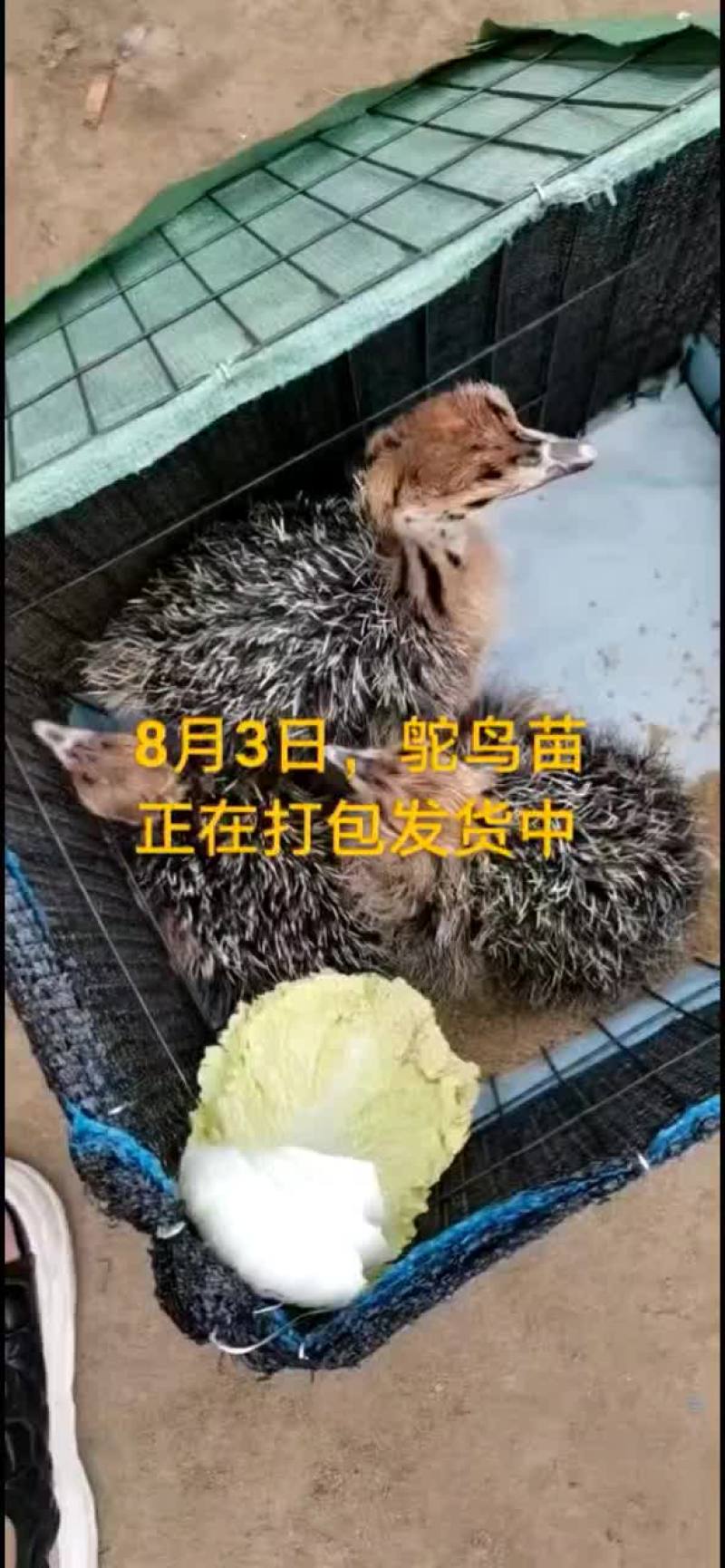 鸵鸟蛋