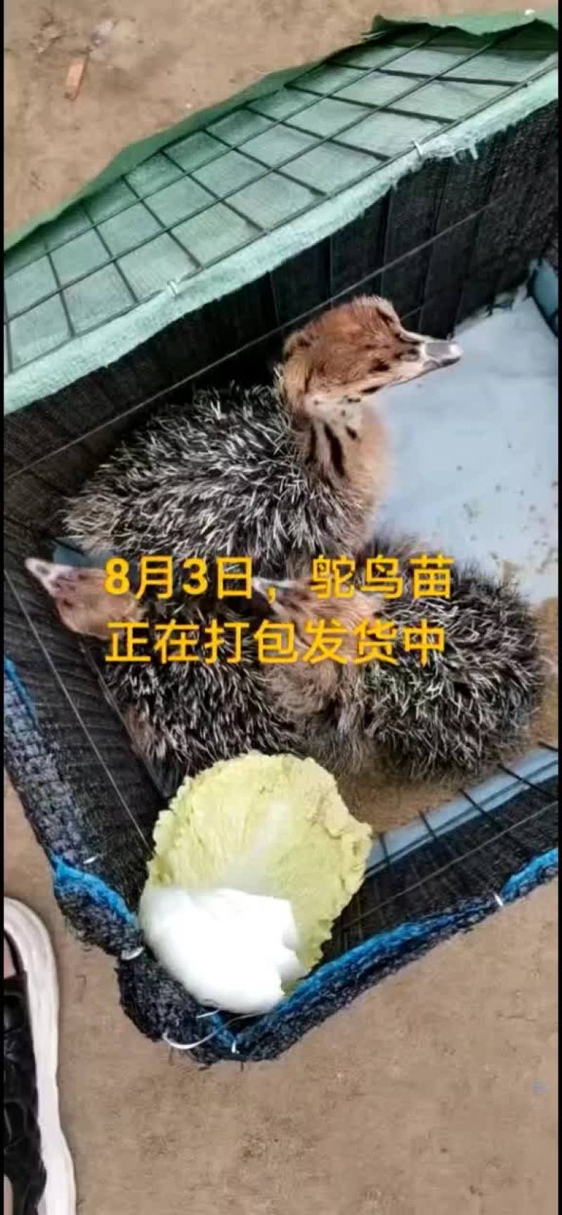 鸵鸟蛋