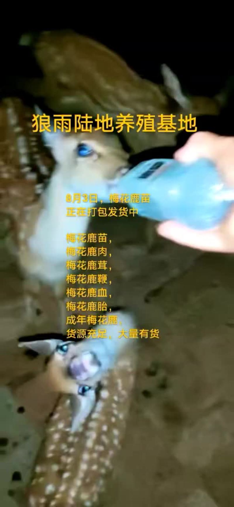 鸵鸟蛋