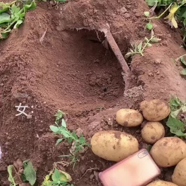 内蒙乌兰察布沙土地Ev土豆