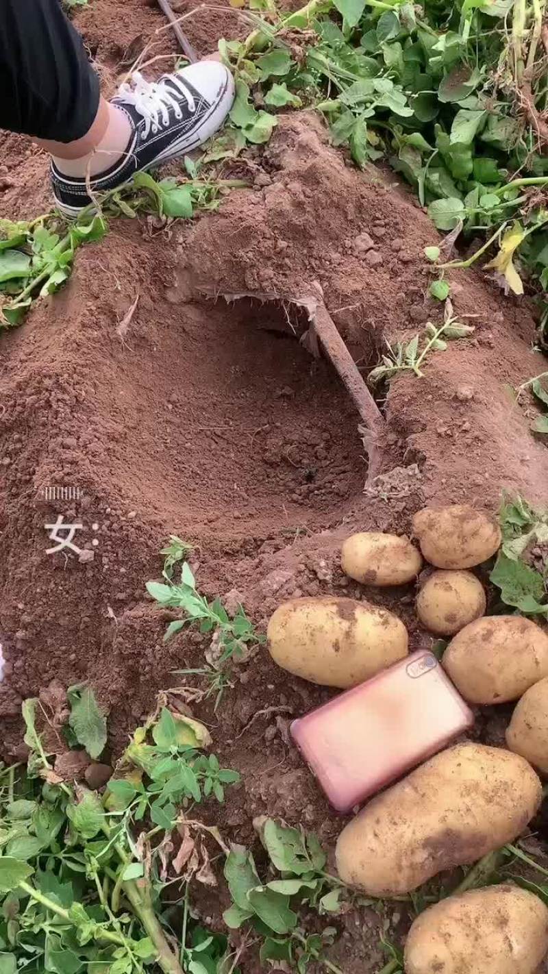 内蒙乌兰察布沙土地Ev土豆