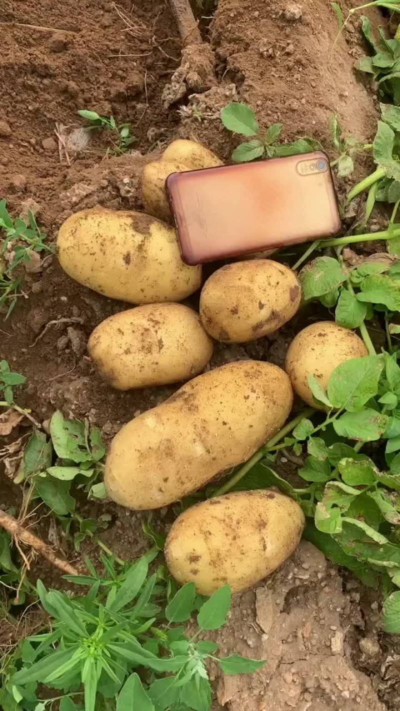 内蒙乌兰察布沙土地Ev土豆