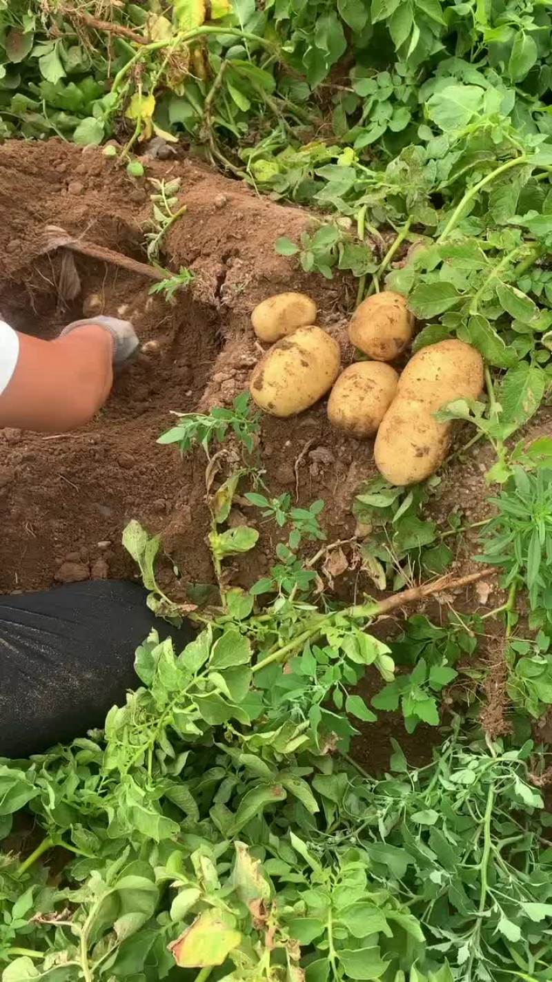 内蒙乌兰察布沙土地Ev土豆