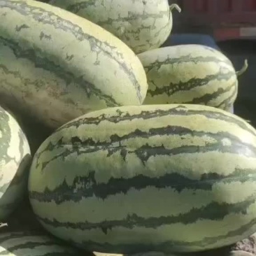 西沙瓜