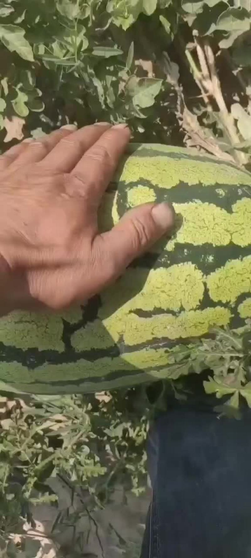 西沙瓜