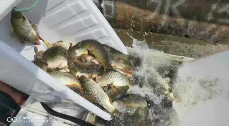 原生态水库大鲤鱼