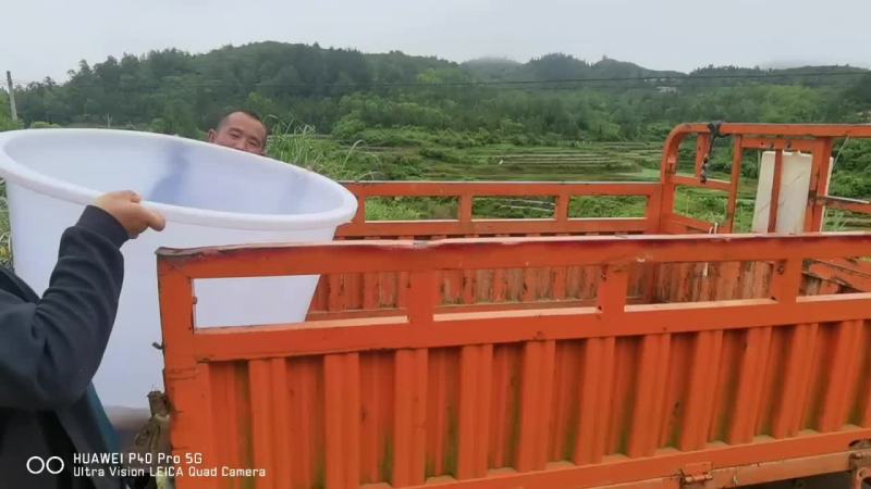 原生态水库大鲤鱼