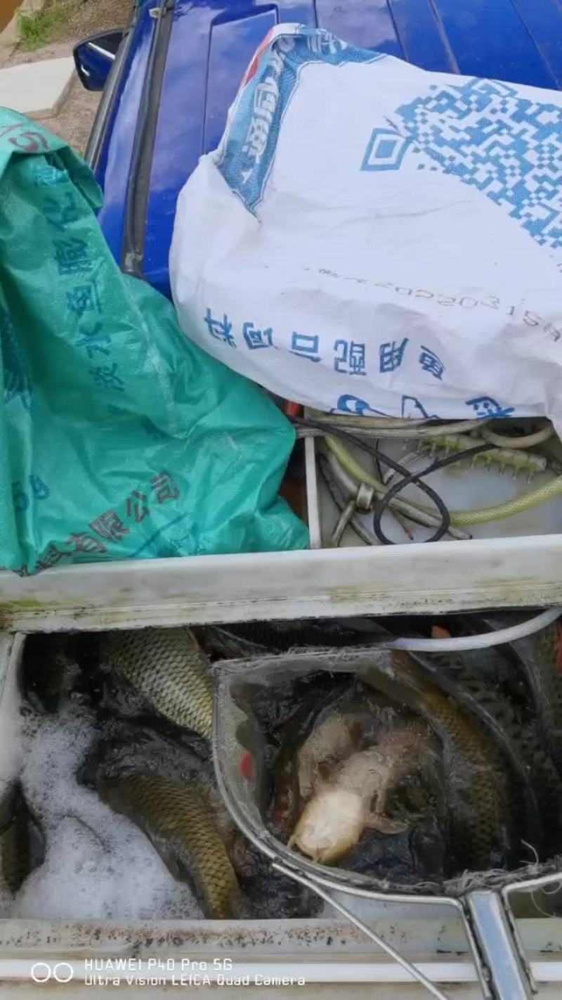 原生态水库大鲤鱼