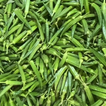 精品秋葵