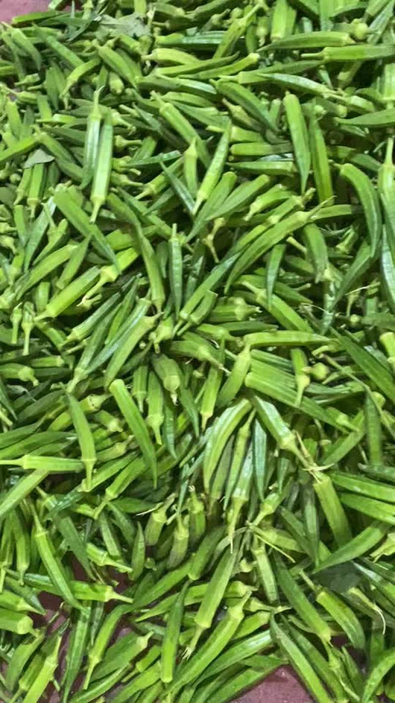 精品秋葵