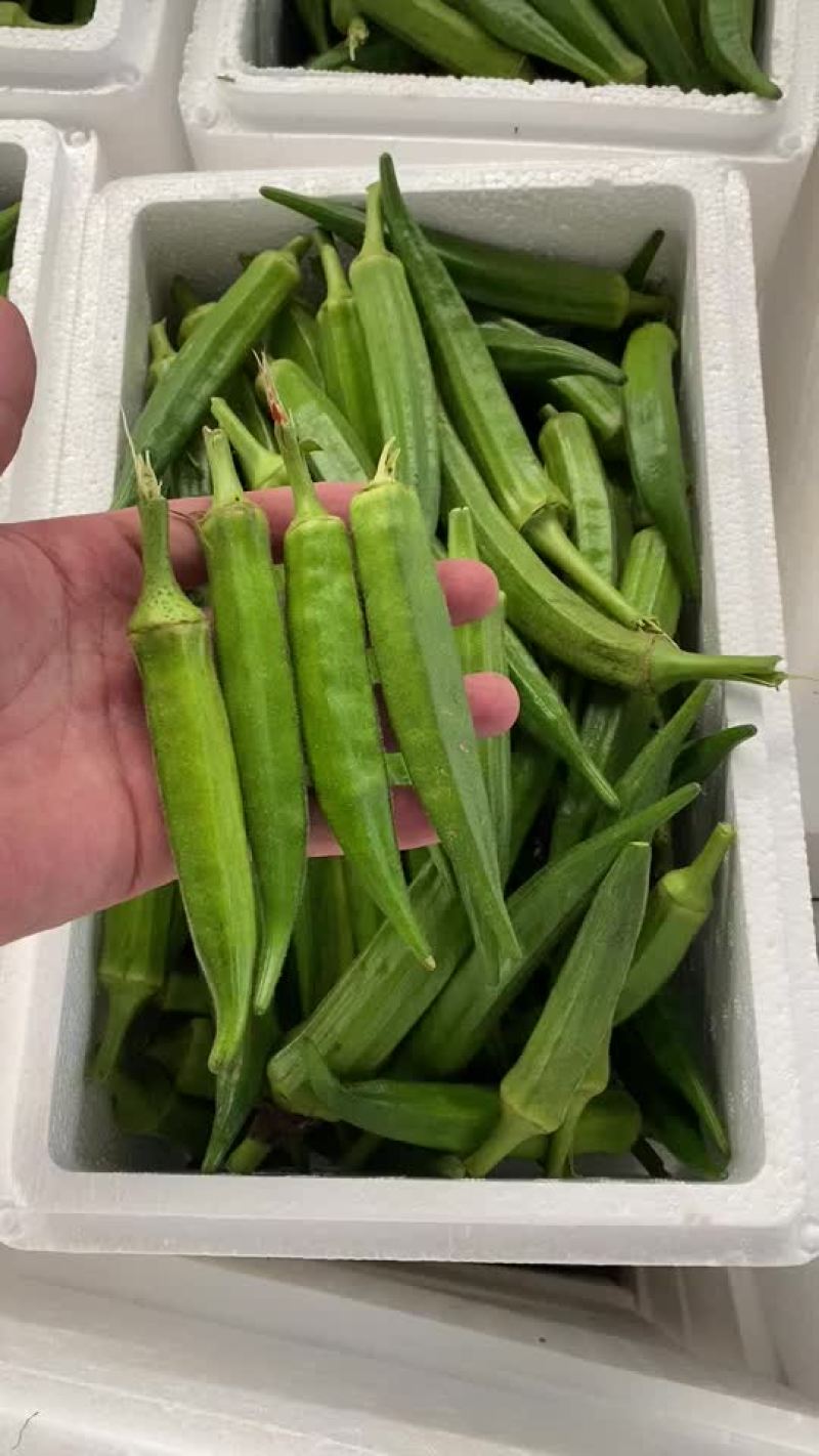 精品秋葵