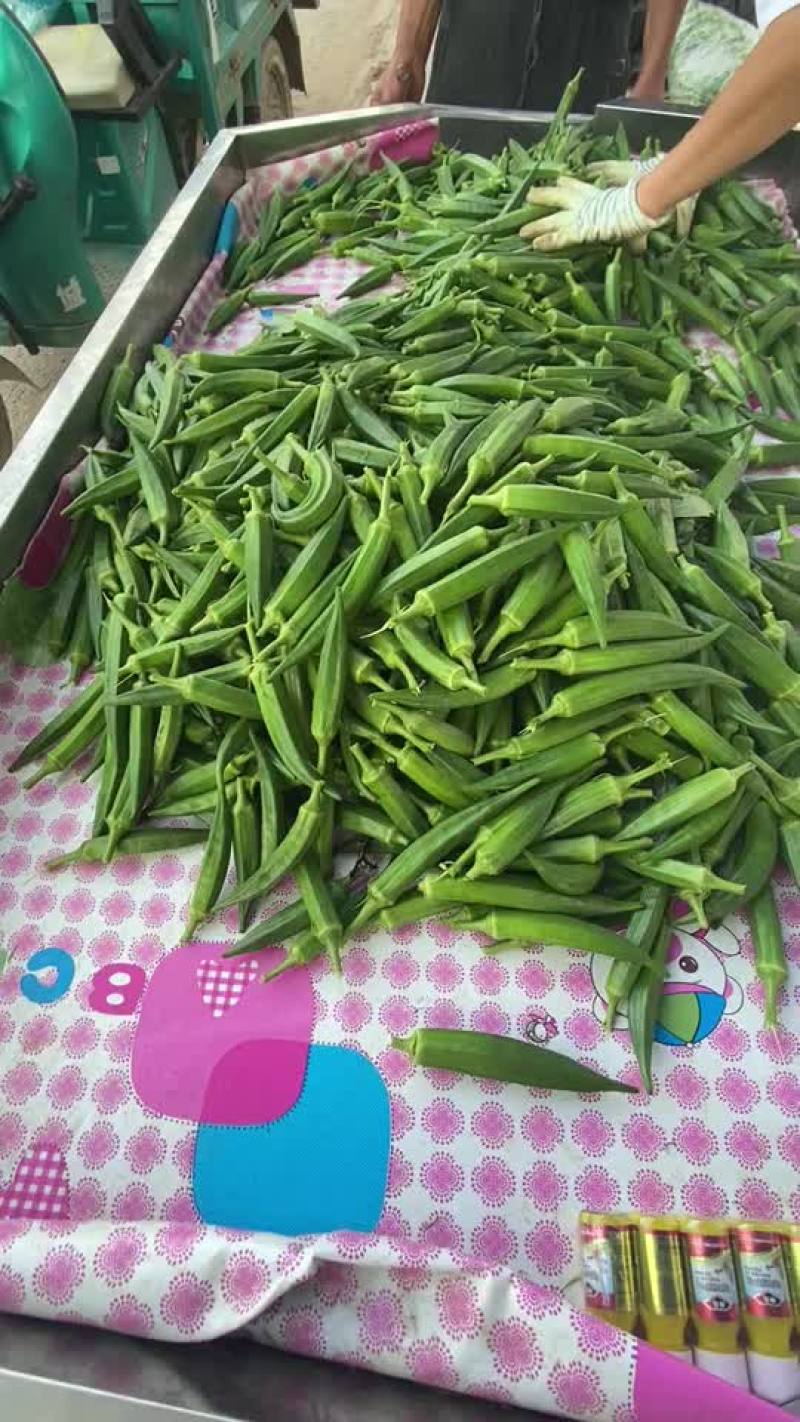 精品秋葵