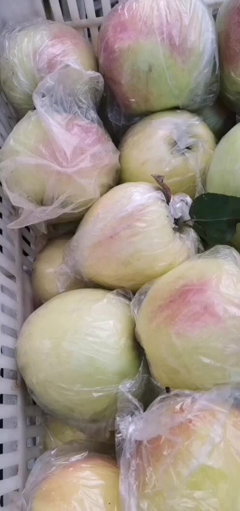 嘎啦苹果