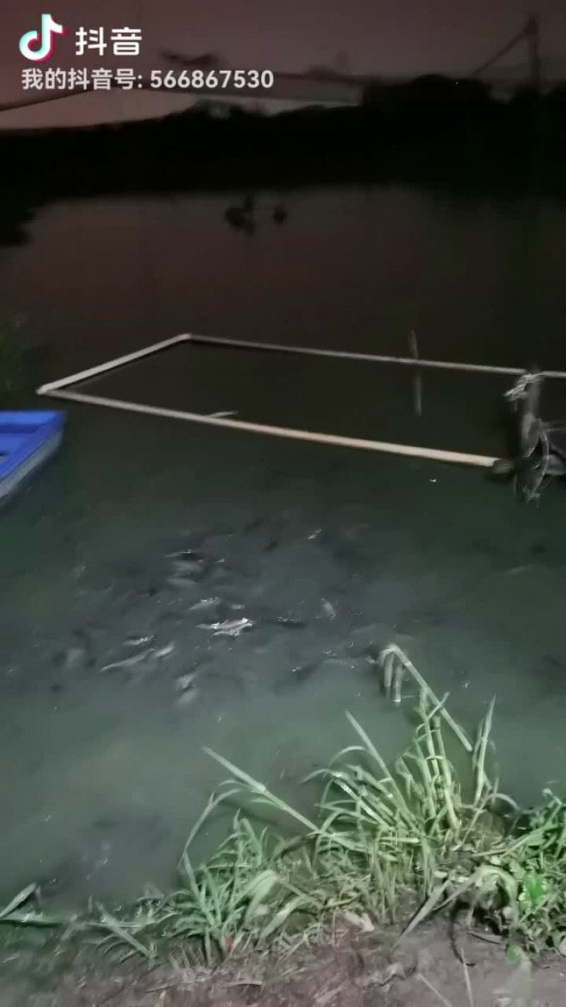 优质鲶鱼