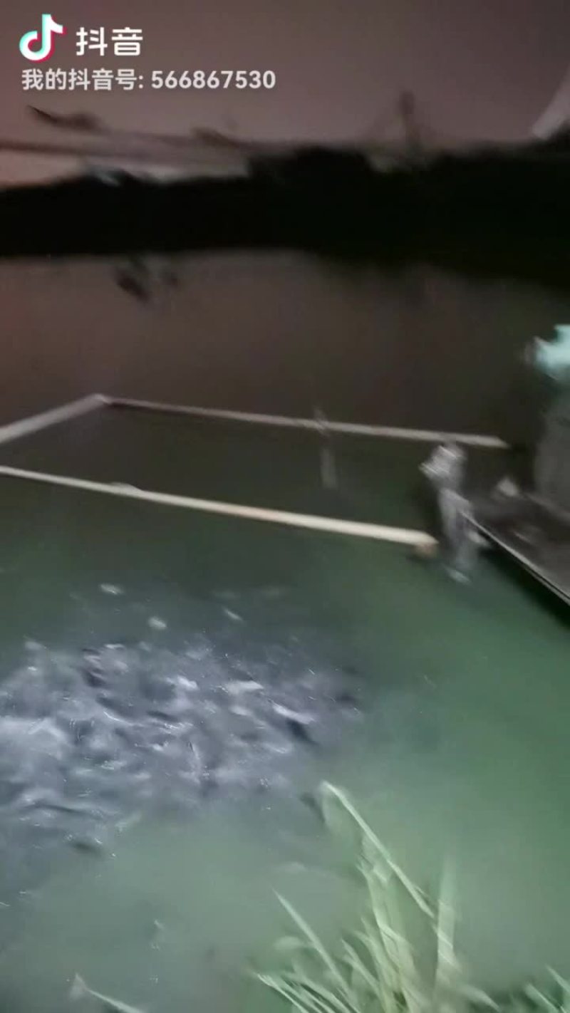 优质鲶鱼