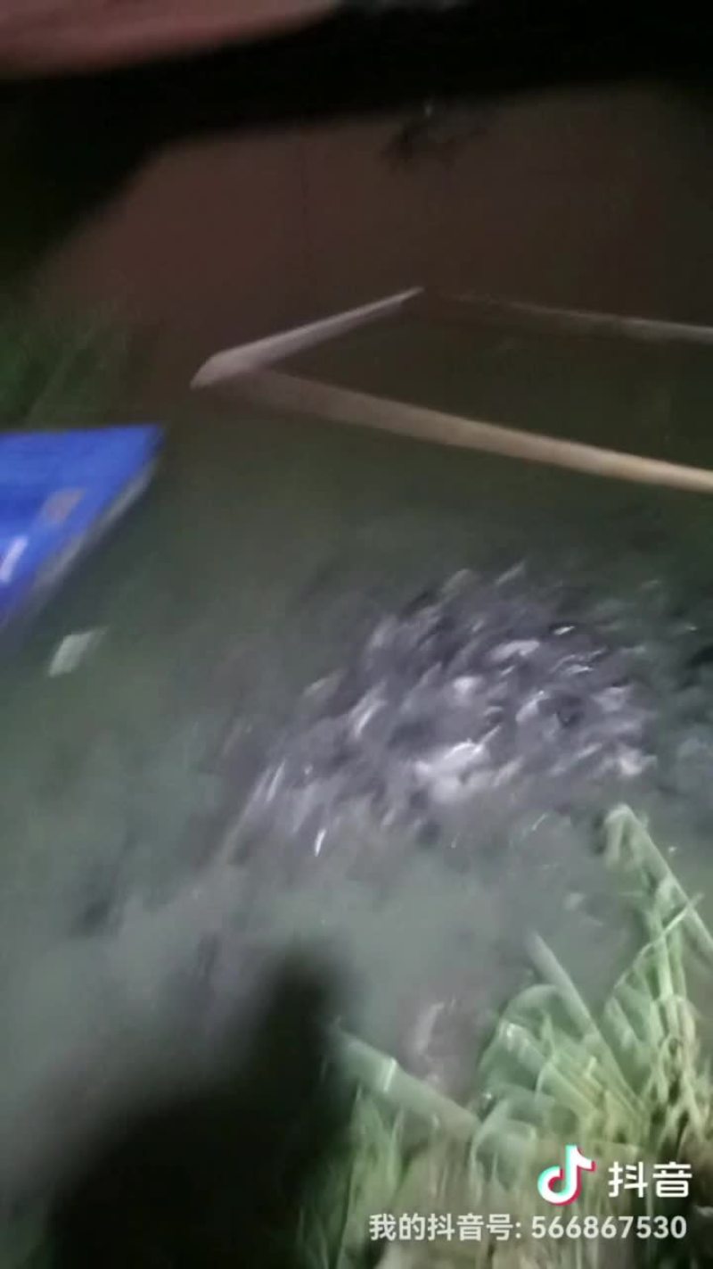 优质鲶鱼