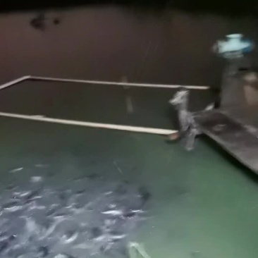 优质鲶鱼