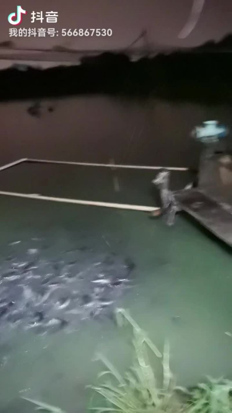 优质鲶鱼