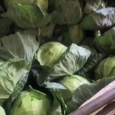 精品兰州高原夏菜，甘蓝大量现货