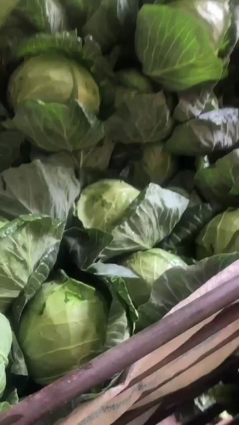 精品兰州高原夏菜，甘蓝大量现货
