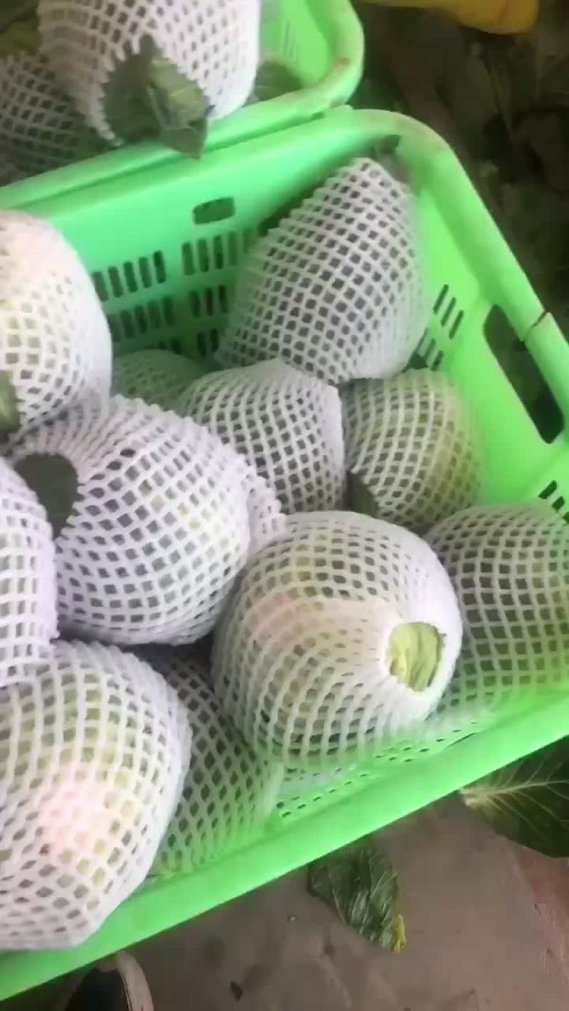 精品兰州高原夏菜，甘蓝大量现货