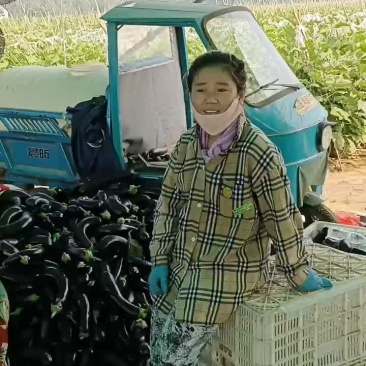 布莱迪绿把长茄