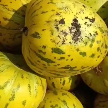 即将开园有想法你就来